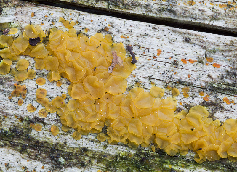 Dacrymyces lacrymalis